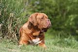 DOGUE DE BORDEAUX 102